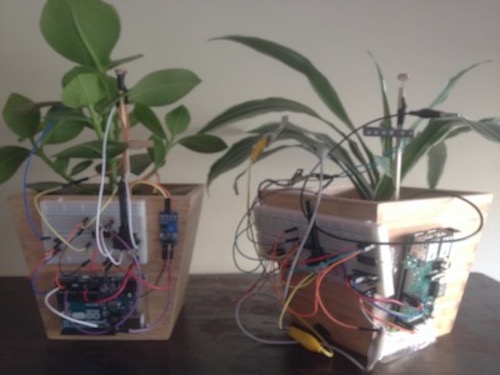 Cantaeiro plant-based musical interface for schools.