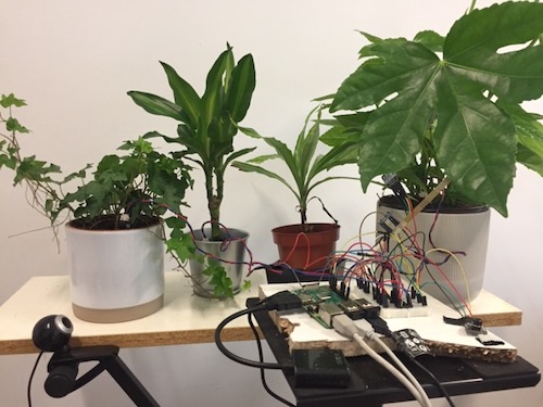 Plantorumori human-plant sonic interface.